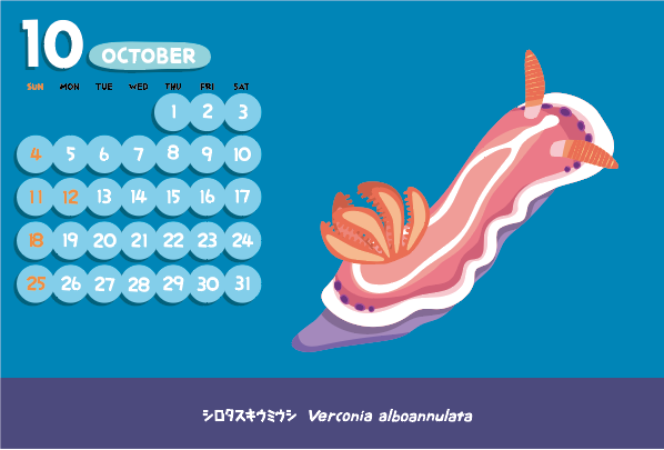 vimytaro's tweet image. シロタスキウミウシ