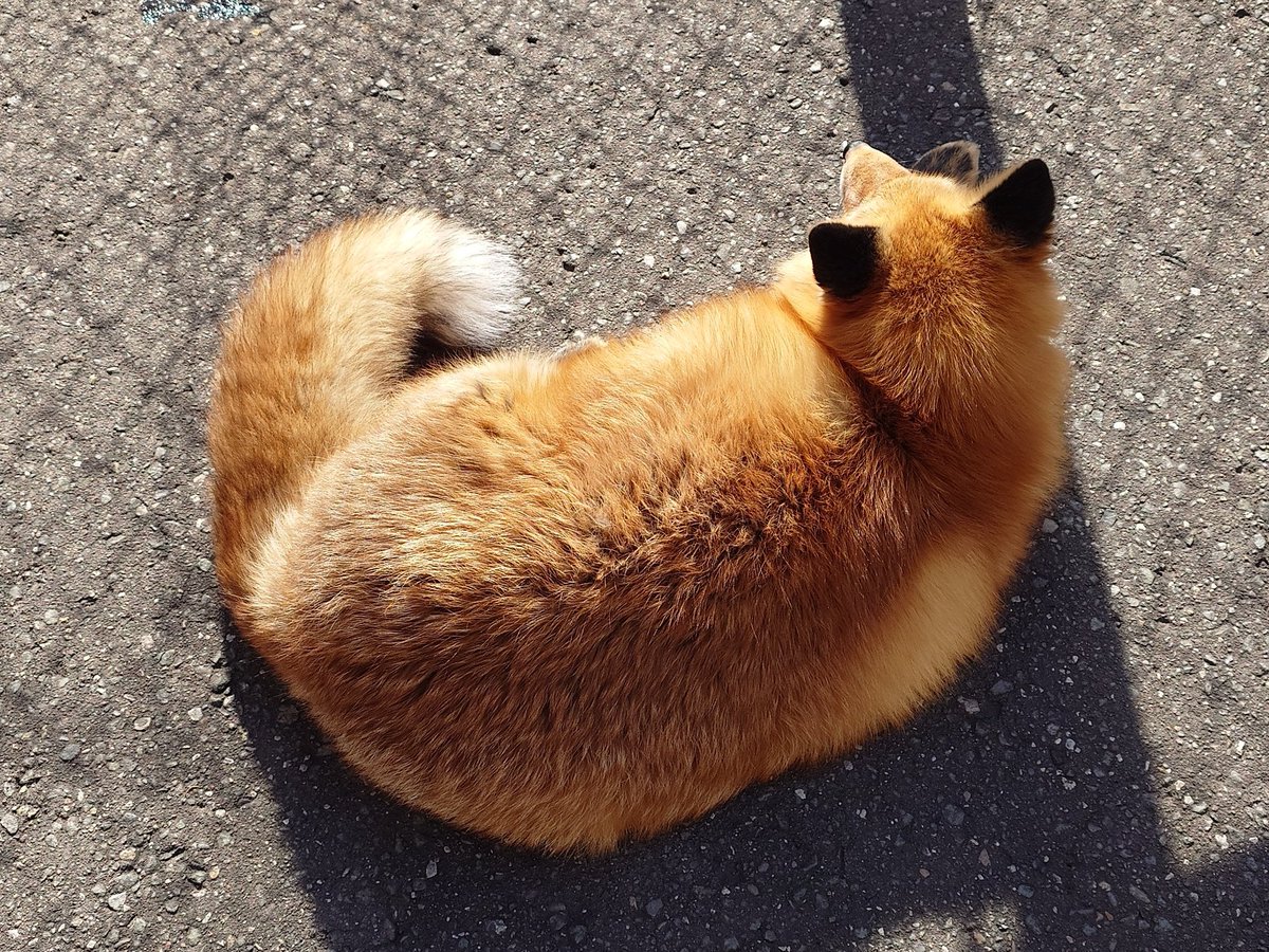 chengren21's tweet photo. 真上からコンちゃん https://t.co/QoK8lNxFv5