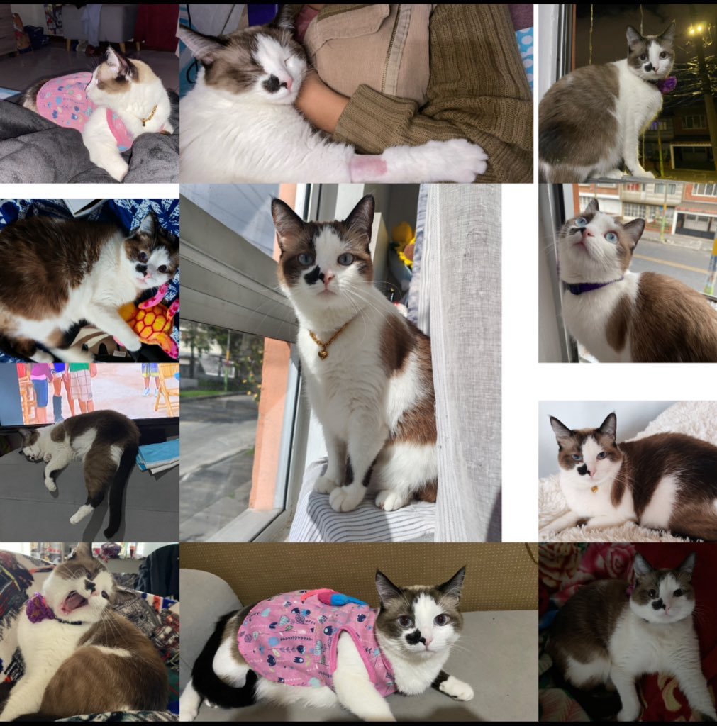 MichelRueda7's tweet photo. Es increíble el vacío que puede dejar un hijo gatuno, me acompañó en los peores momentos. Me haces mucha falta bebé ❤️‍🩹 https://t.co/d1m3jH6PWB