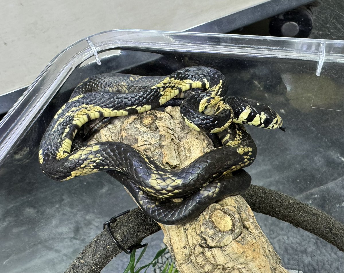 爬虫類倶楽部 大宮店 on X