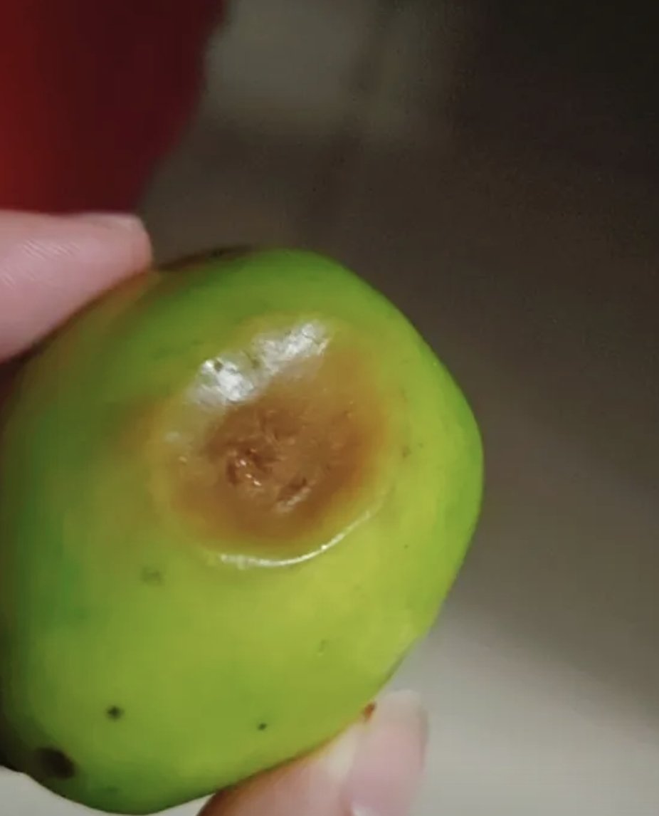 most_six's tweet photo. a bad fruit https://t.co/Yv4aLpysZp