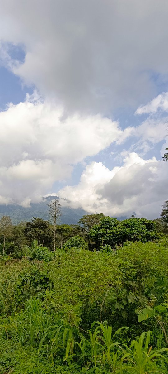 The Amazon and Congo basin rainforests are nature's masterpieces, holding immense potential for our planet. We cannot afford to let logging companies destroy them. It's time for action! Let's say a resounding NO to deforestation and a fervent YES to afforestation.
