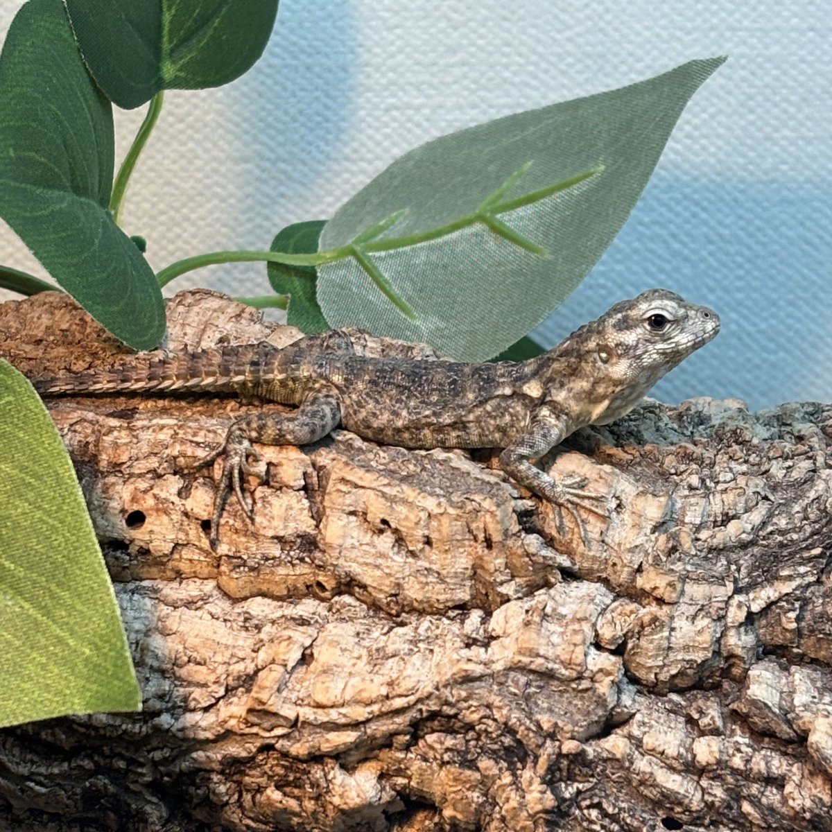 爬虫類倶楽部中野本店 本アカウント on X