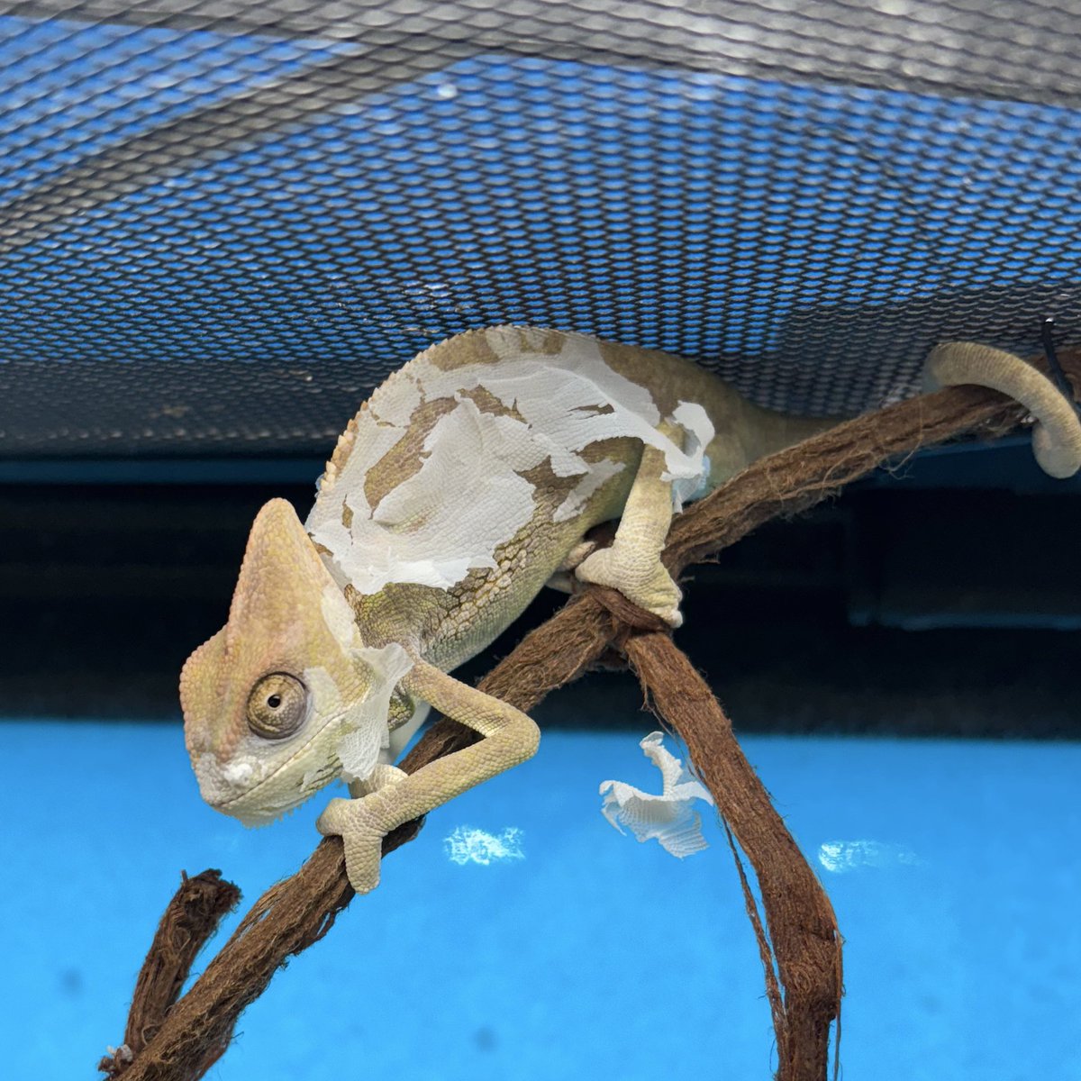 ヒ*ロ様 ☘️ スペシャルイベント☘️ラスト2☘️371 ❤️超希少【カメレオン 爬虫類倶楽部中野本店 本アカウント on X