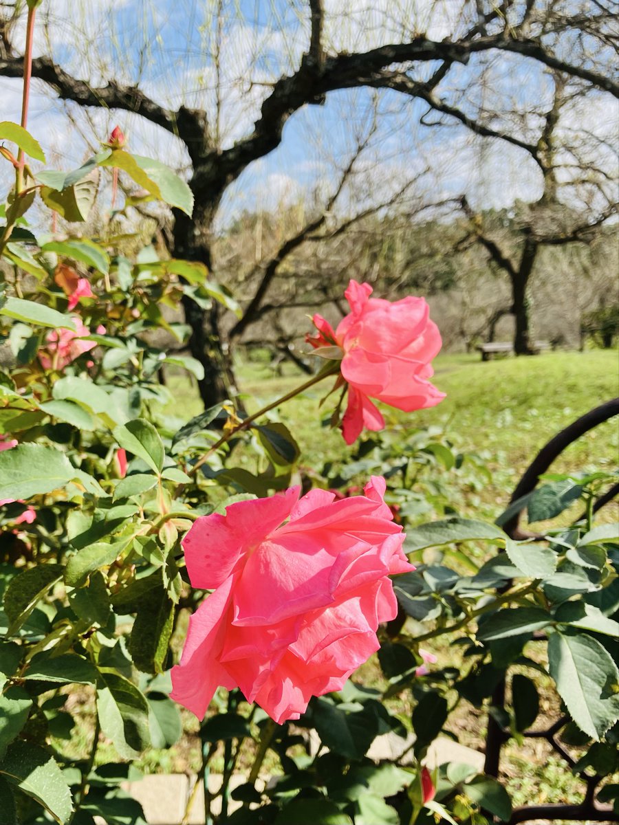 ❤︎SLM❤︎ページ 鉄路旅人 on X