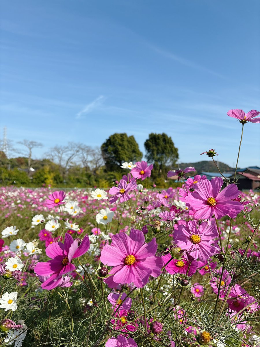 こんにちは☀️晴天であたたかな陽気の小川町です♫本日は道の駅裏側のふれあい広場にてフリーマーケットが開催中です🥰
ぽかぽかできもちよく、会場近くのコスモス畑も見頃です◎
フリマは15時頃までやっているそうなのでお近くの方はぜひお立ち寄りください🥺✨