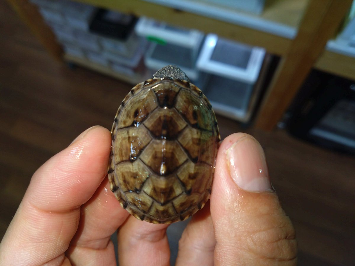 かめページ G FORE】 10 Corso Como LTD monzee HEADCOVER(WOMEN) (G FORE