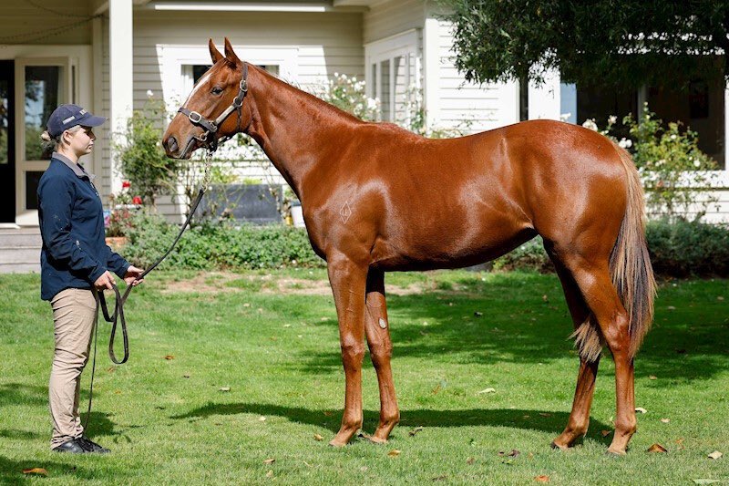 She looks special! 🏇🏻💨

#WellWritten (Written Tycoon) dominates  the Group One New Zealand Guineas (1600m) for <a href="/marshracing/">Stephen Marsh</a> &amp; <a href="/MattCartwrigh14/">Matt Cartwright</a> 🎉✨

The filly was a $80,000 astute purchase for her trainer alongside  <a href="/BloodstockDylan/">Dylan Johnson Bloodstock</a> from <a href="/brighthillfarm/">Brighthill Farm</a>’s National Online