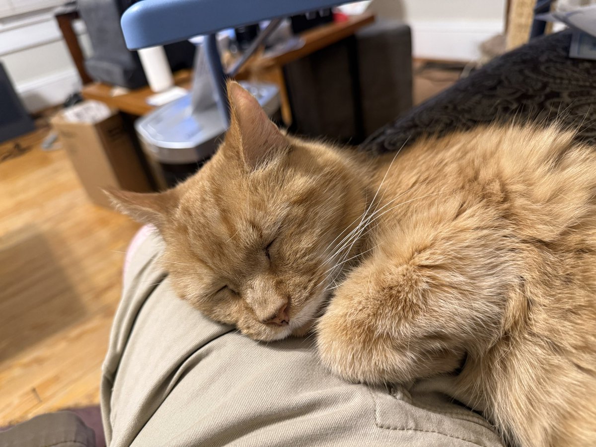 _HandsomeHarry's tweet photo. Today is the 16th anniversary of my gotcha day when my dad took me in from outside and gave me a  safe place to live! I’m celebrating by hanging out with my favorite person ! #Gotchaday 11/07/2009 #Gingercat #CatsOfTwitter #HandsomeHarry #CatsOnX https://t.co/TBbQHnIUgH