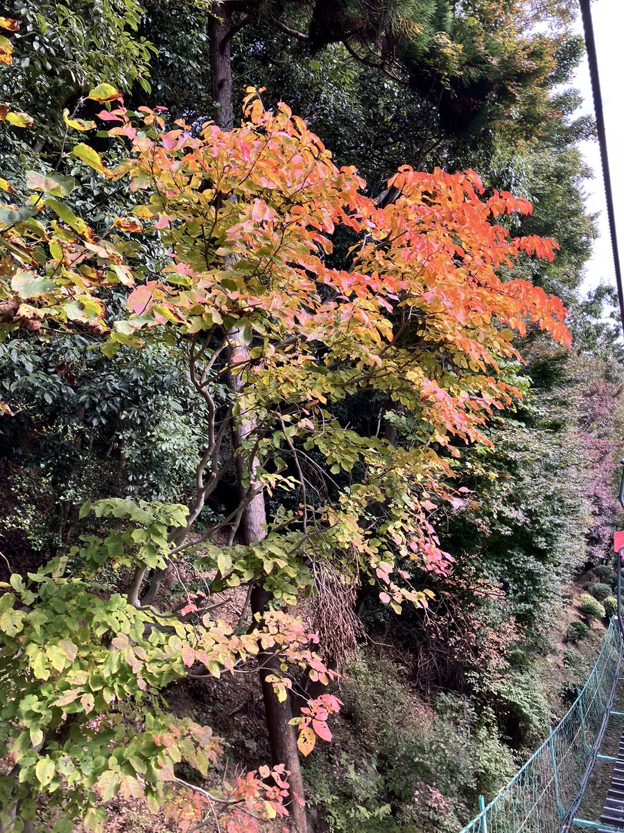 おれはこいつとたびにでる〜
ﾎﾟﾁｬｰ