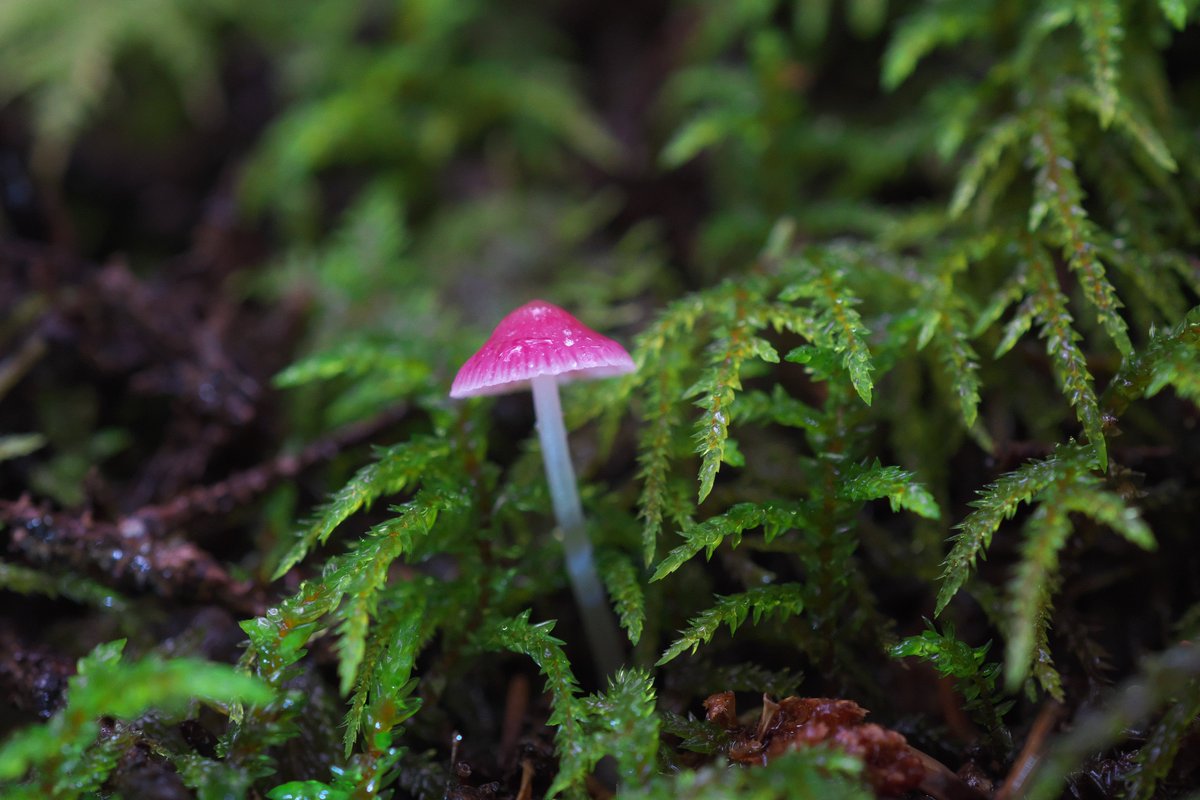 去年はコウバイタケに会う事が出来ませんでしたので、今回のカレンダーに使われるコウバイタケは全て蔵出し写真となります。
そして今貼っているこの４枚の写真は全てカレンダーでは使われないボツ写真となりますので、ここＸのみでご堪能下さい（笑）