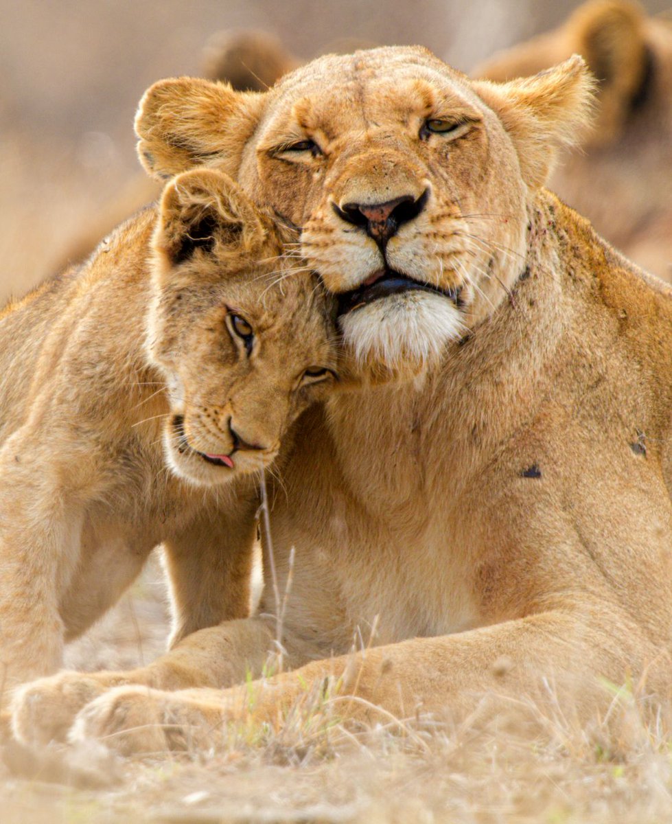 Kruger National Park, South Africa  #Lioness #Cub