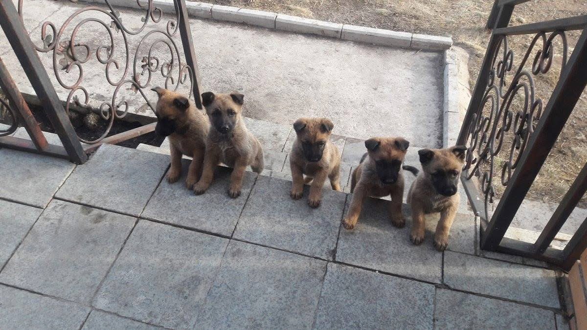 Өдрийн хоолоо хүлээж байгаа ирээдүйд хар тамхитай тэмцэх албаныхан #гэнээ🥰