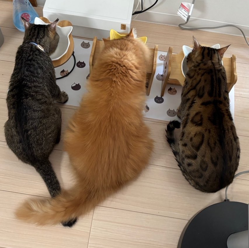 k75207064's tweet photo. @PiXcjABpWTROmBP 今日も仲良しで食べてます🐱 https://t.co/dLruCpJ7Vs
