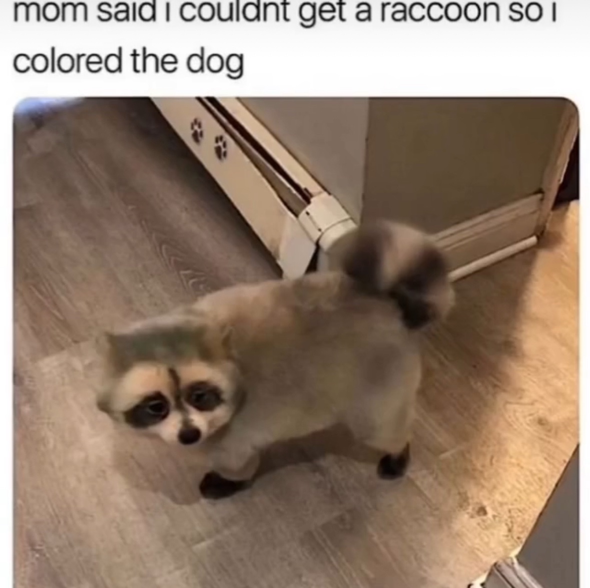 raccoon aesthetic. (@raccoonesthetic) on Twitter photo 