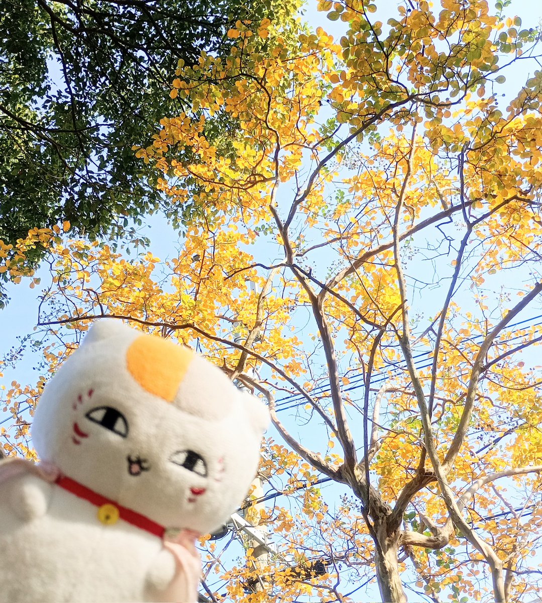 ニャンコ先生 - Search / X