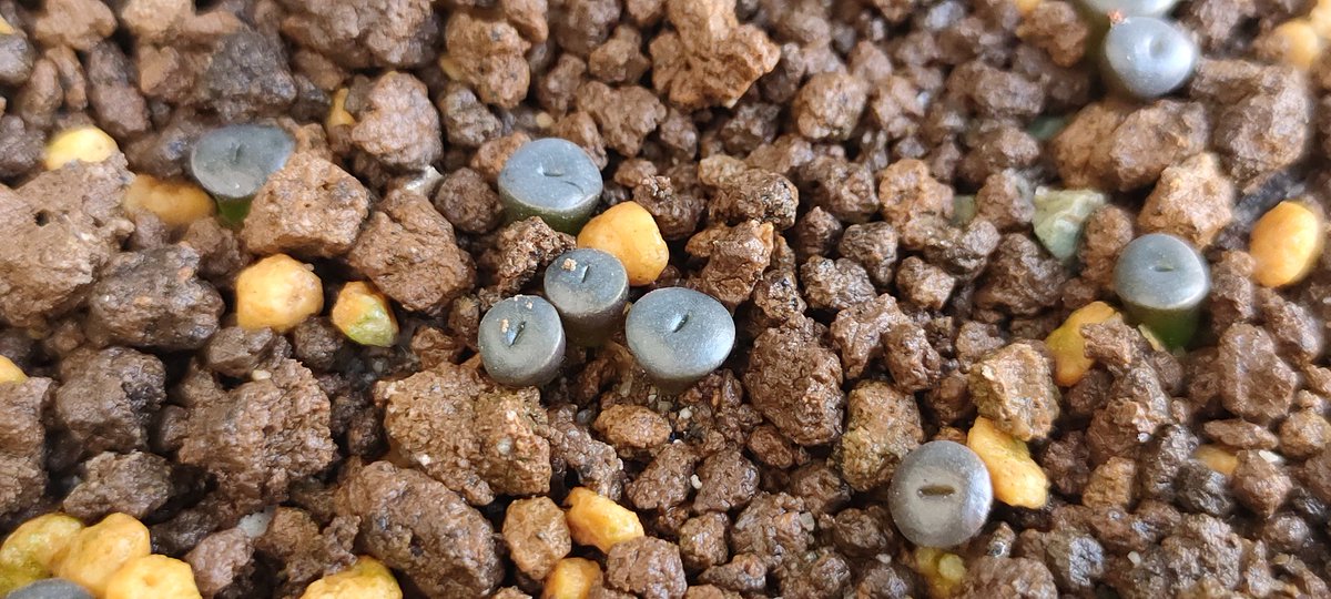 リトープス　ボルキー種まきから２ヶ月目
やや白っぽくなってきた？