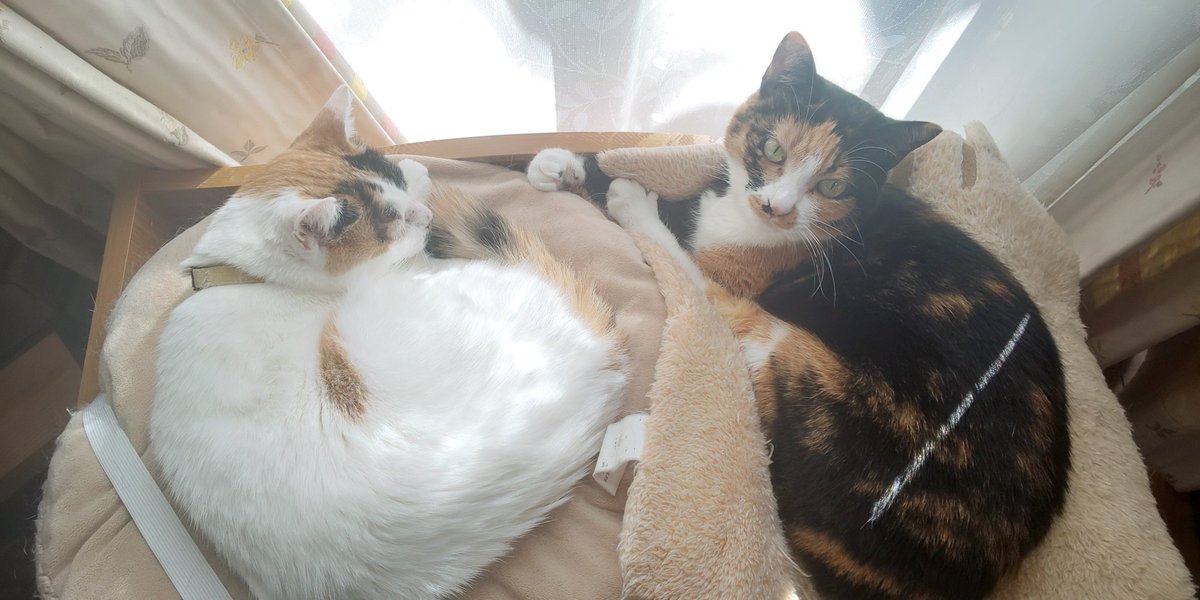 TLにねこ流しておくね 