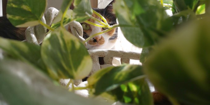 TLにねこ流しておくね 