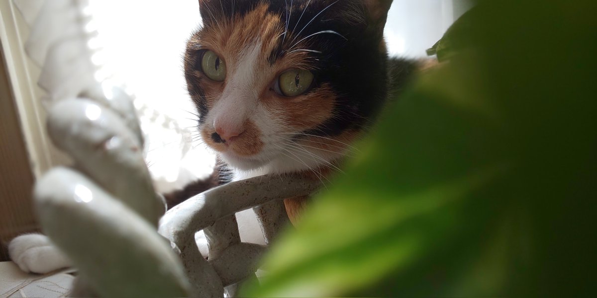 TLにねこ流しておくね 