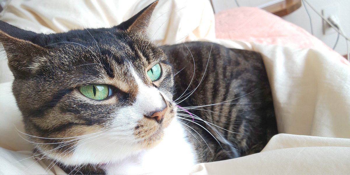 TLにねこ流しておくね 