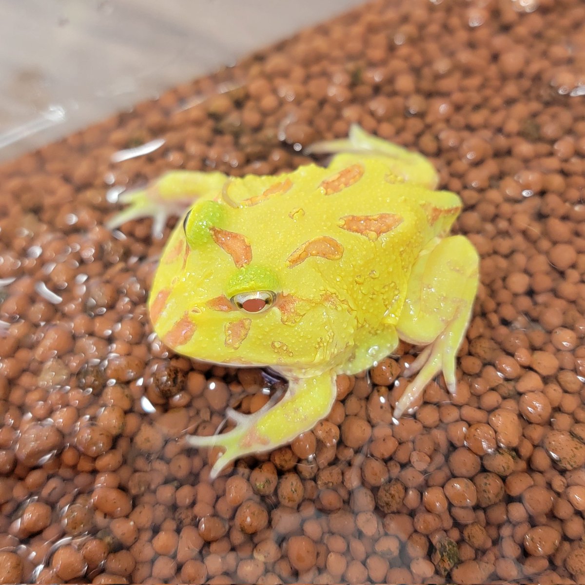 ✨1階新着✨ クランウェルツノガエル ・グリーン ・アルビノ