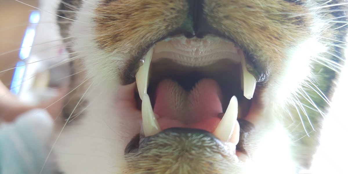 過去のおくちアップ写真 