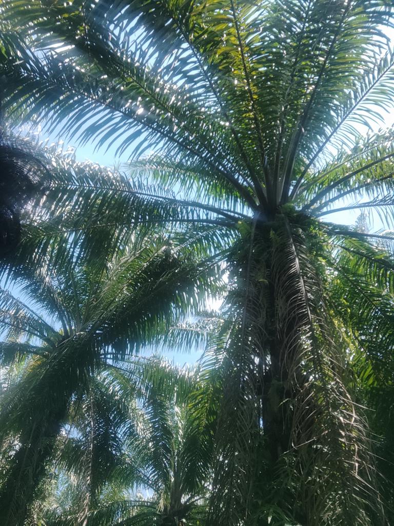 maximbase tweet media