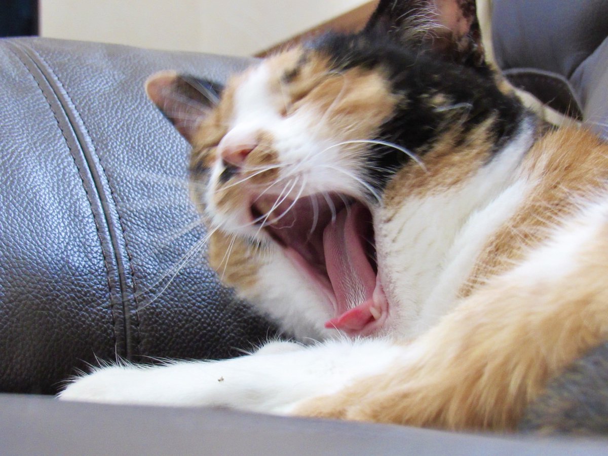 過去のおくちアップ写真 