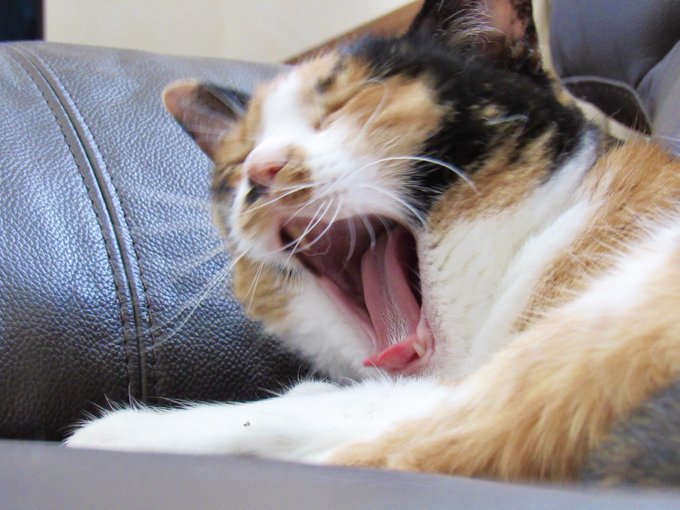 過去のおくちアップ写真 