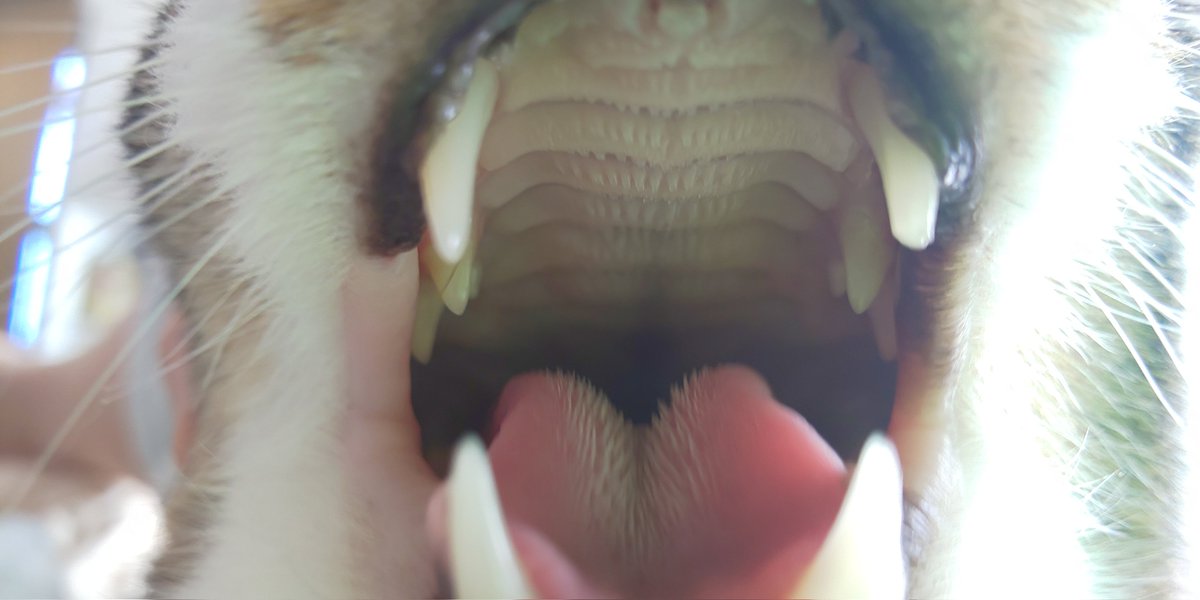 過去のおくちアップ写真 