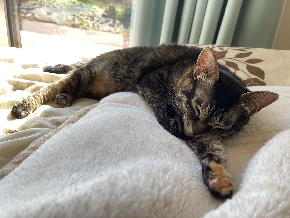 黒兎 (@kuroto_mhko) / Posts / X