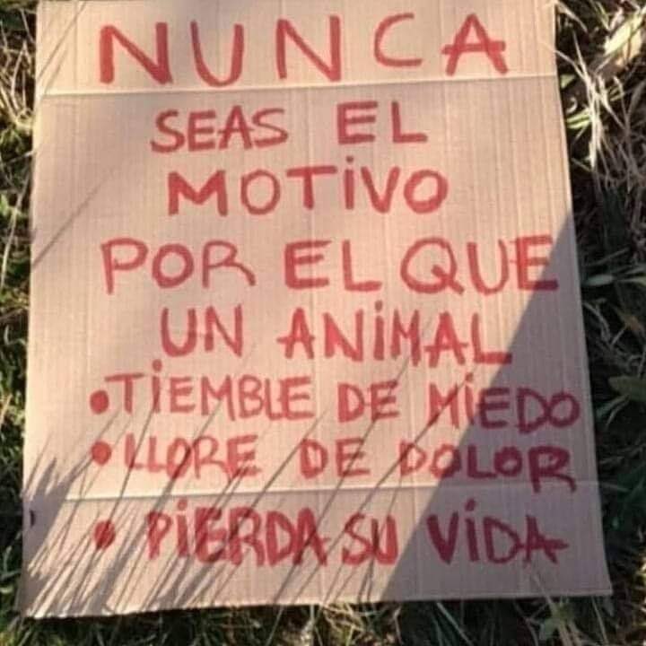 HELA_MORE's tweet image. Chocolatina vivió los horrores de la calle y vio la peor cara de las personas,sufrió muchos golpes y malos tratos desde cachorra.💔

Aún le cuesta confiar en algunas personas pero estamos trabajando para que poco a poco entienda que no todos son malos.
Estamos en CDMX.…