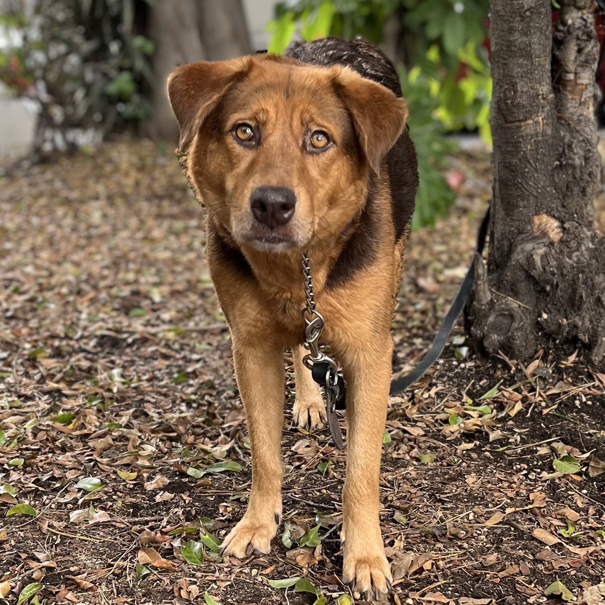 HELA_MORE's tweet image. Chocolatina vivió los horrores de la calle y vio la peor cara de las personas,sufrió muchos golpes y malos tratos desde cachorra.💔

Aún le cuesta confiar en algunas personas pero estamos trabajando para que poco a poco entienda que no todos son malos.
Estamos en CDMX.…