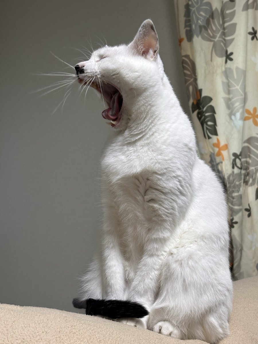 FuFuFu88Fu's tweet image. ふぁぁぁぁ(☆^☆)

 #ねこ  #猫   #cat

 #あくび