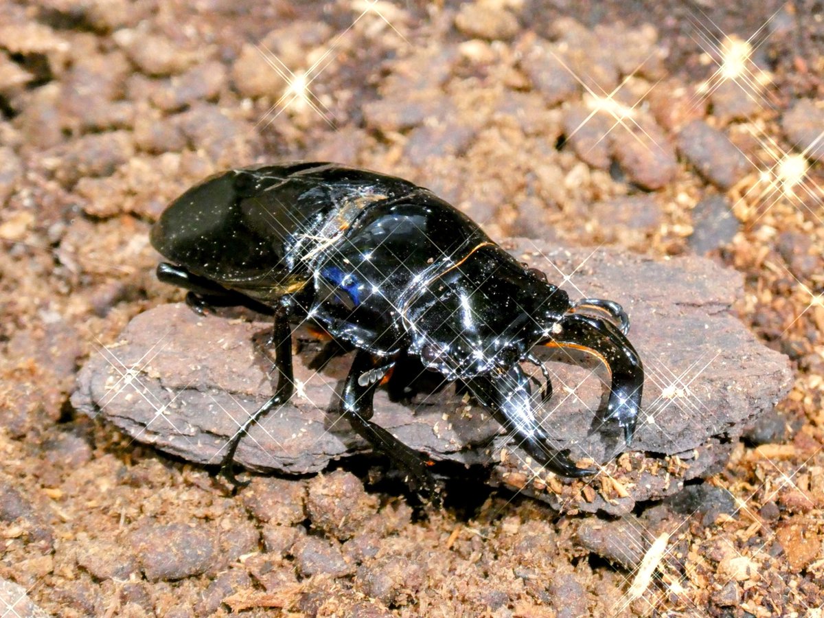 クワカブ好き Super difficult] I bought all the kuwakabu cubs because I couldn't