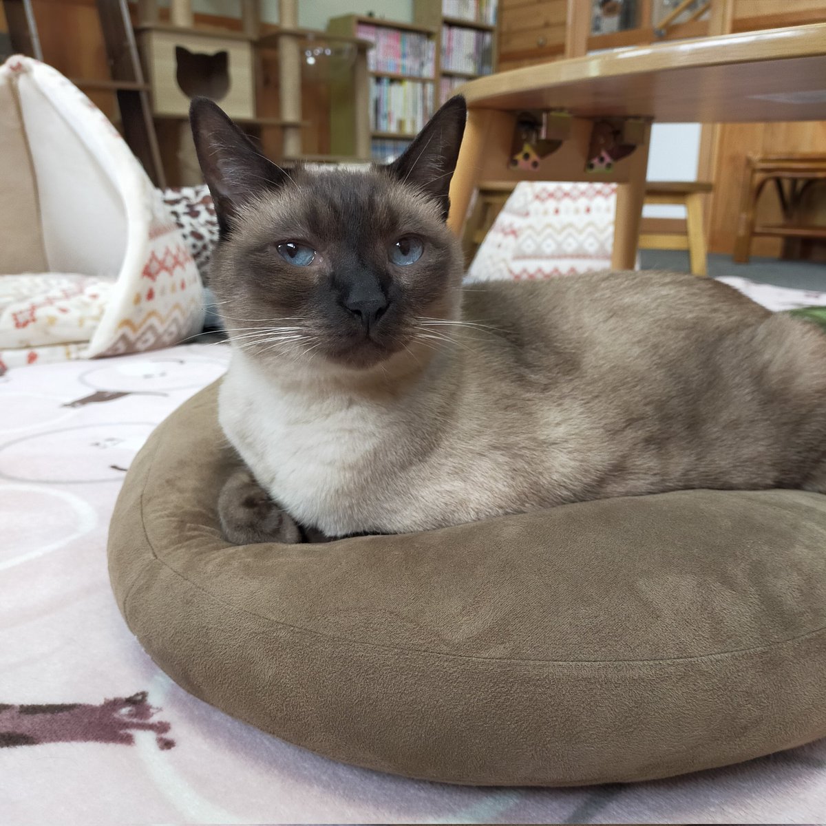 aizu_megoneko's tweet image. ぽかぽか行楽日和の土曜日
#會津めごねこ 営業中です

風も寒く感じないのでお出掛けにちょうどいいですね！

次第にお天気下り坂らしいです
暖かくしてお過ごしください

#明日も営業します
#11匹のめごい猫に逢いに来てね
#触れ合える猫カフェ
#猫休日
#11月も不定休
#固定ポスト見てね
#会津 ＃ca