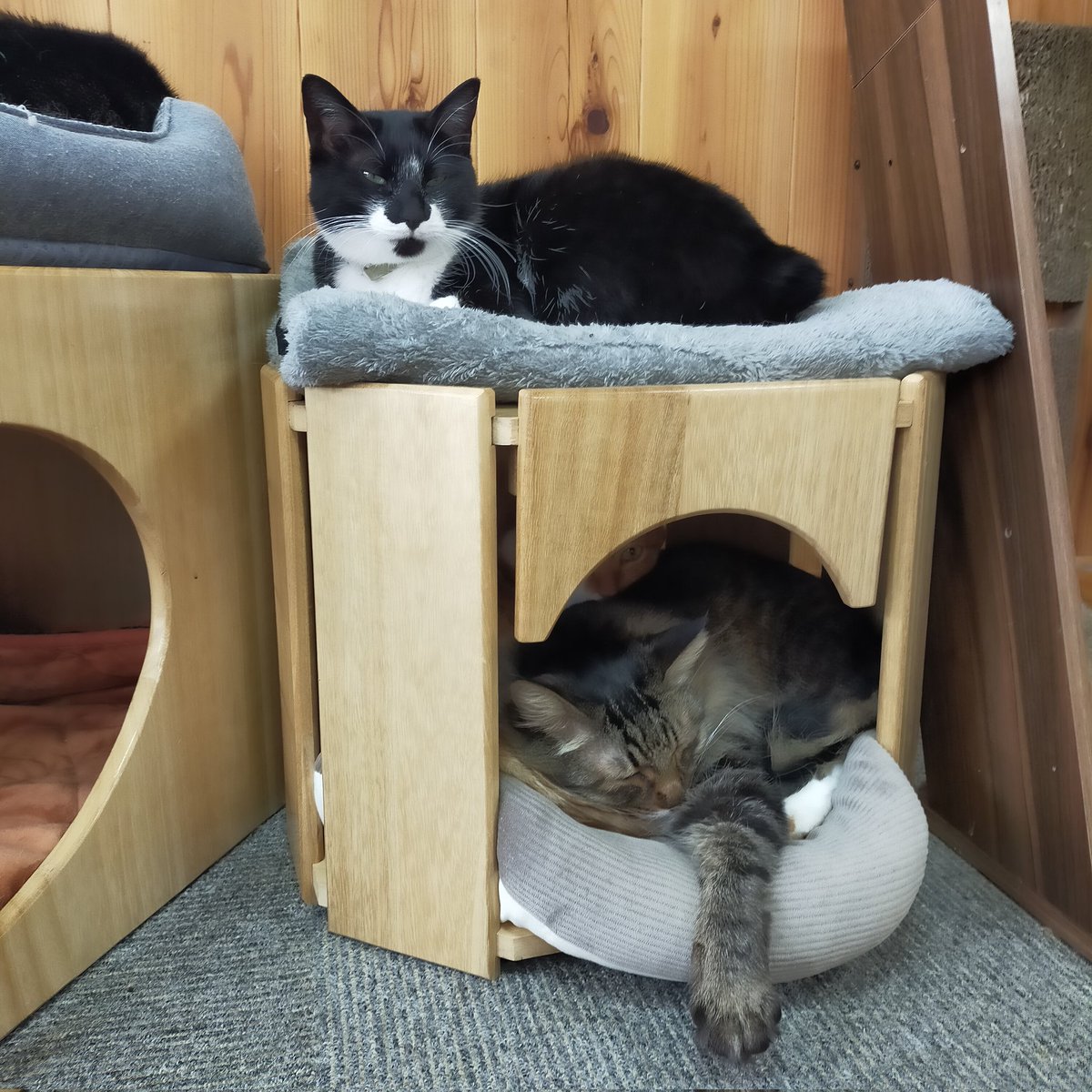 aizu_megoneko's tweet image. ぽかぽか行楽日和の土曜日
#會津めごねこ 営業中です

風も寒く感じないのでお出掛けにちょうどいいですね！

次第にお天気下り坂らしいです
暖かくしてお過ごしください

#明日も営業します
#11匹のめごい猫に逢いに来てね
#触れ合える猫カフェ
#猫休日
#11月も不定休
#固定ポスト見てね
#会津 ＃ca