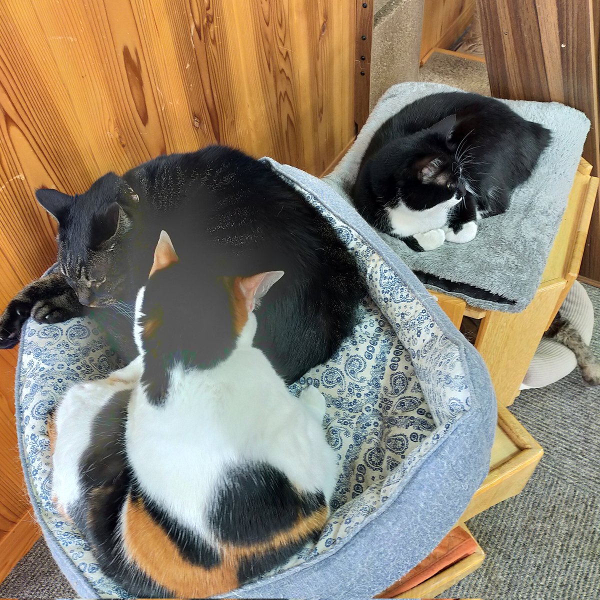 aizu_megoneko's tweet image. ぽかぽか行楽日和の土曜日
#會津めごねこ 営業中です

風も寒く感じないのでお出掛けにちょうどいいですね！

次第にお天気下り坂らしいです
暖かくしてお過ごしください

#明日も営業します
#11匹のめごい猫に逢いに来てね
#触れ合える猫カフェ
#猫休日
#11月も不定休
#固定ポスト見てね
#会津 ＃ca