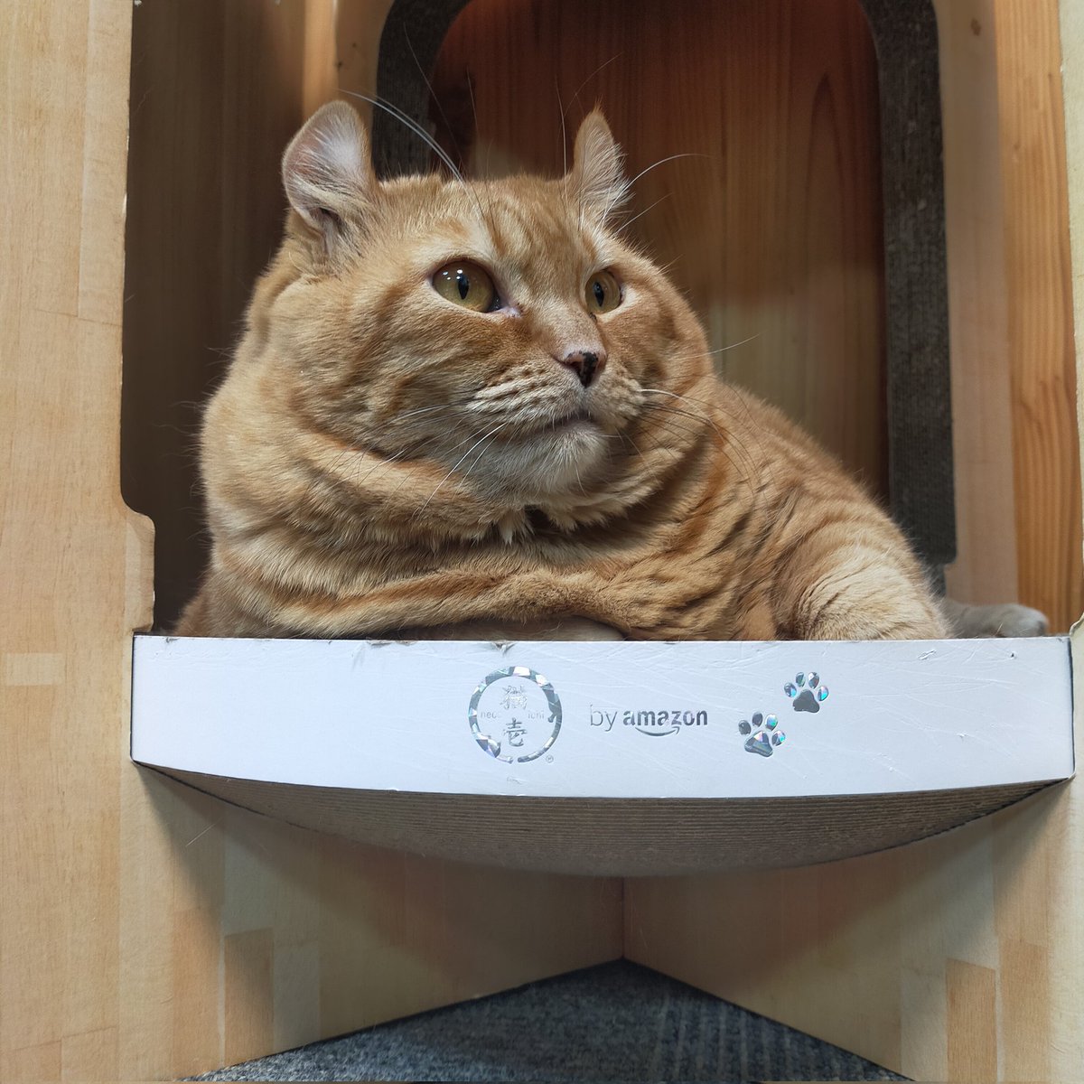 aizu_megoneko's tweet image. ぽかぽか行楽日和の土曜日
#會津めごねこ 営業中です

風も寒く感じないのでお出掛けにちょうどいいですね！

次第にお天気下り坂らしいです
暖かくしてお過ごしください

#明日も営業します
#11匹のめごい猫に逢いに来てね
#触れ合える猫カフェ
#猫休日
#11月も不定休
#固定ポスト見てね
#会津 ＃ca