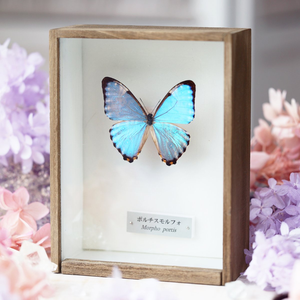 モルフォ蝶　まとめ売り　ブラジル産❗️　蝶標本 モルフォ蝶 まとめ売り ブラジル産❗️ 蝶標本 モルフォ蝶 まとめ売り