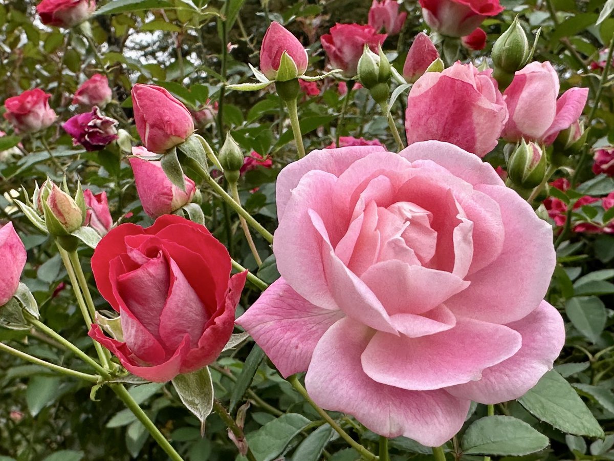 薔薇は「プチトリアノン」🌹
( Rosa Petit Trianon )

素敵な一日を🌹🍀🩷🌱😊
Have a nice Saturday ♪

#PetitTrianon
#プチトリアノン
#与野公園