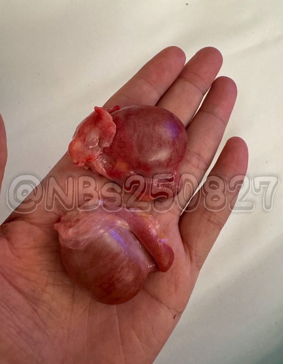 大吗？

#阉割 #去势 #切蛋留鸡 #光杆司令