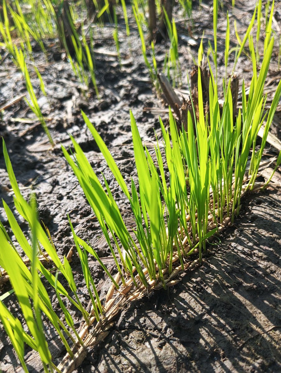 #CompanionInN  आज की सुबह खेत में