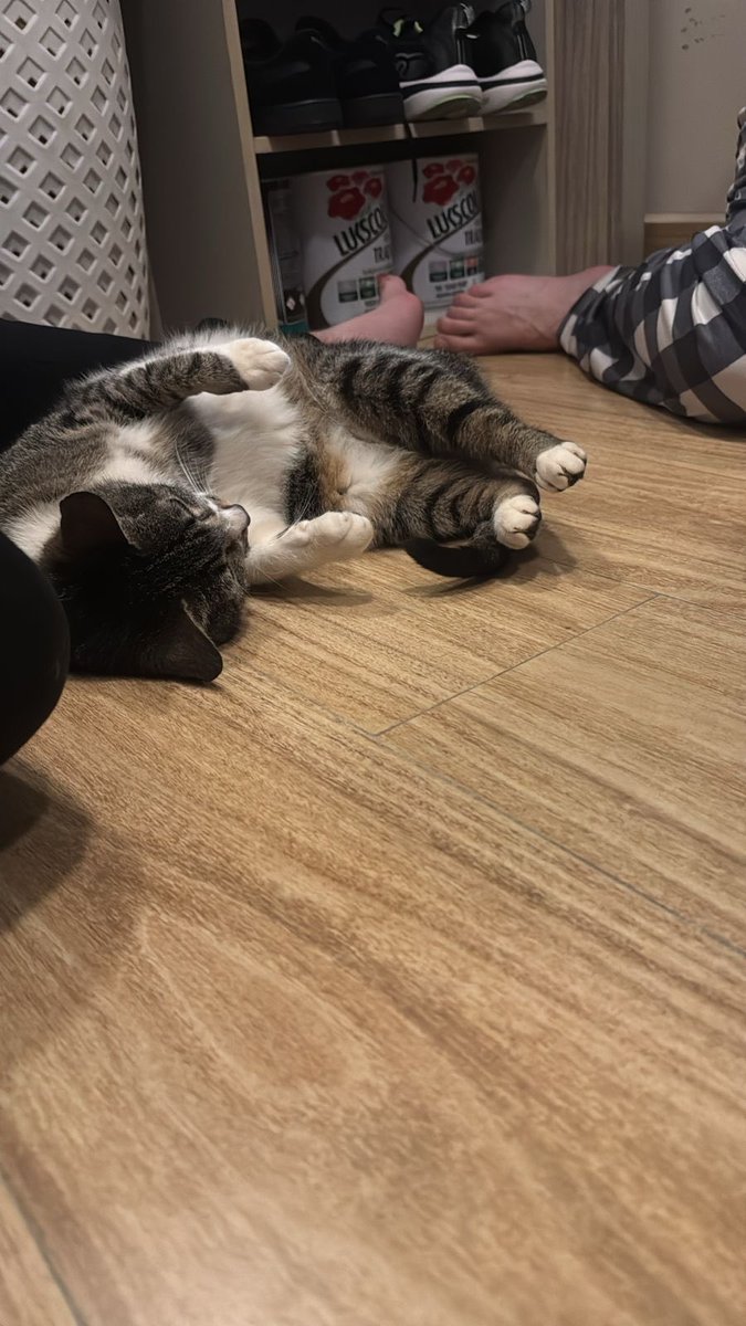 Tanglima's tweet photo. Gatinha pra adoção em SP. Ela é super boazinha, usa caixinha, é castrada. Se da bem com crianças e outros humanos, muito delicadinha. Acredito ter menos de dois anos, chamo ela de Vivi. Quem não puder adotar, ajuda a divulgar por favor 💖 https://t.co/SUutniy1fB
