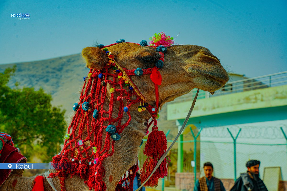 explore_af's tweet photo. 📍 Nomads’ Products Exhibition — Badam Bagh, Kabul, Afghanistan
#ExploreAfghanistan #NomadCulture #BadamBaghKabul https://t.co/kPWsoQI9Xh