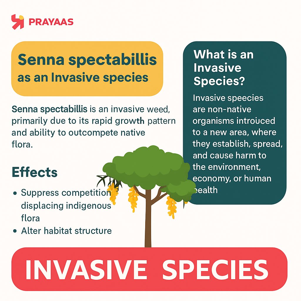PrayaasEduPune's tweet photo. UPSC Prelims-2026

Invasive Species- “Senna Spectabilis”
#UPSCPrelims2026 #UPSCPreparation #forest #UPSCPreparation https://t.co/7n0ZyCeFIE