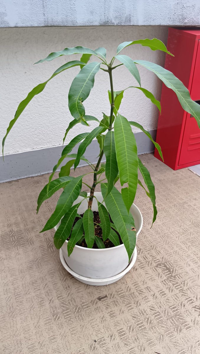 fPIp9rr83BmLeBw's tweet image. 久々のポストです。寒くなりましたね。種から育てた２年目の　#アップルマンゴー　もそろそろ冬対策をしなければ。久々に古いタカミネを触りました。