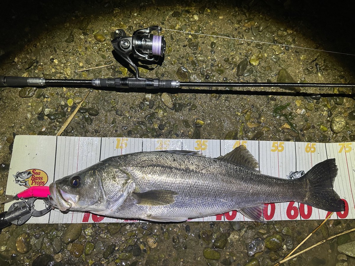 おっかー (@okamotofishing) / Posts / X