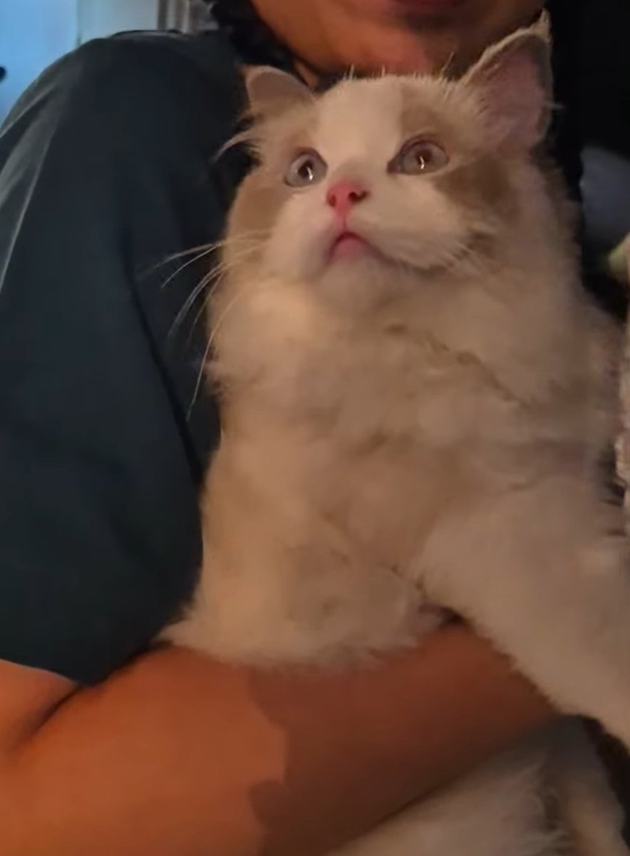 แมวนัทกะแมวฮงมะวาน ไปถ่าย nekko ชัว รอสนับสนุนนะคับ ลูกผมกะกิน nekko ฮับ